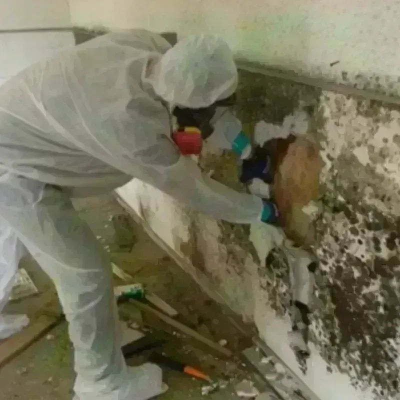 Mold Remediation and Removal in La Luz, NM